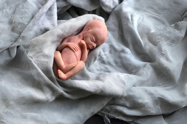 Embryo 16 or 17 weeks