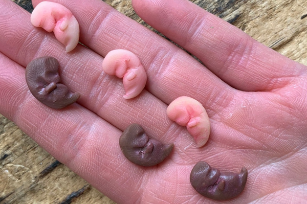 Embryo 7 or 8 weeks