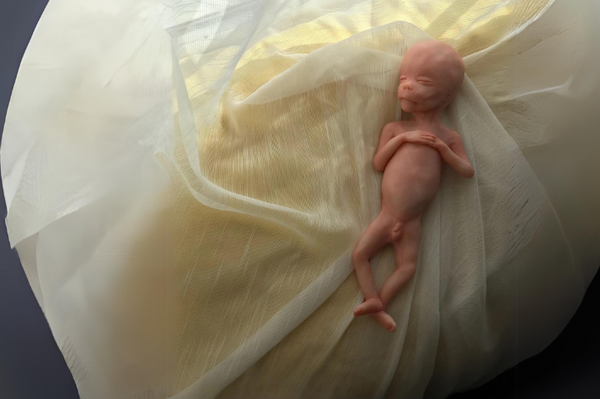 Embryo 18 or 19 weeks